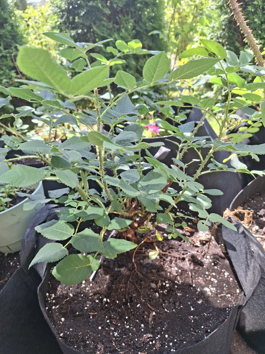 Petite Lisette Rose Plant
