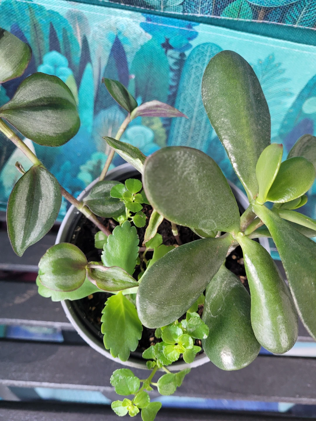 Mixed Potted Plant