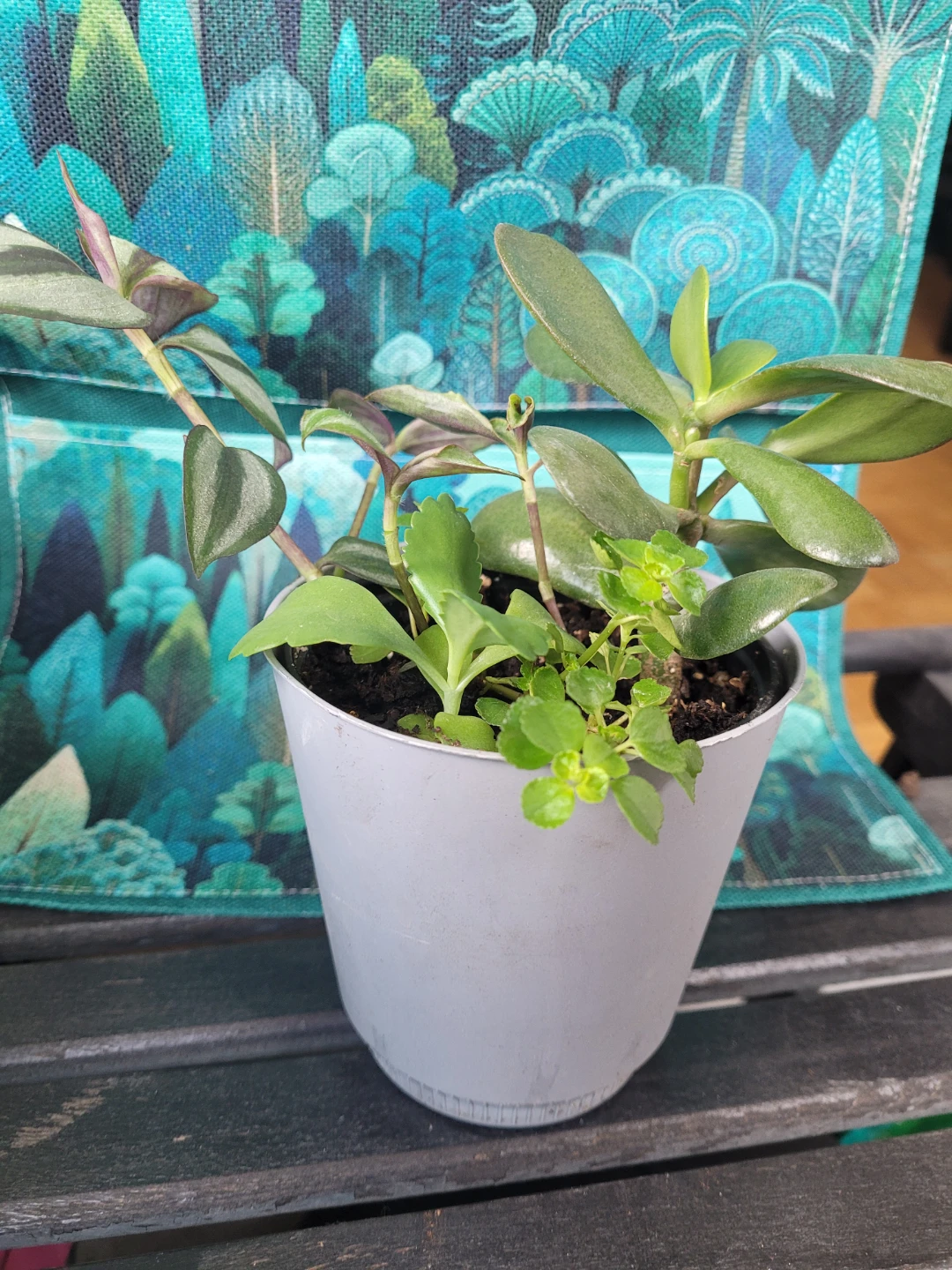Mixed Potted Plant - photo 2