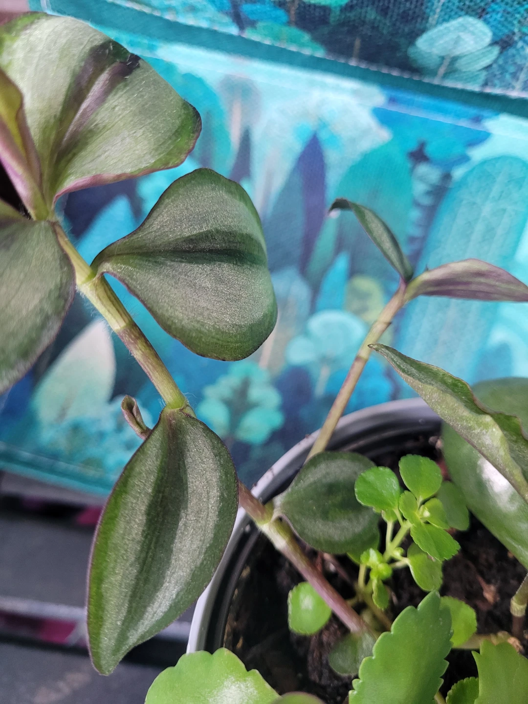Mixed Potted Plant - photo 4