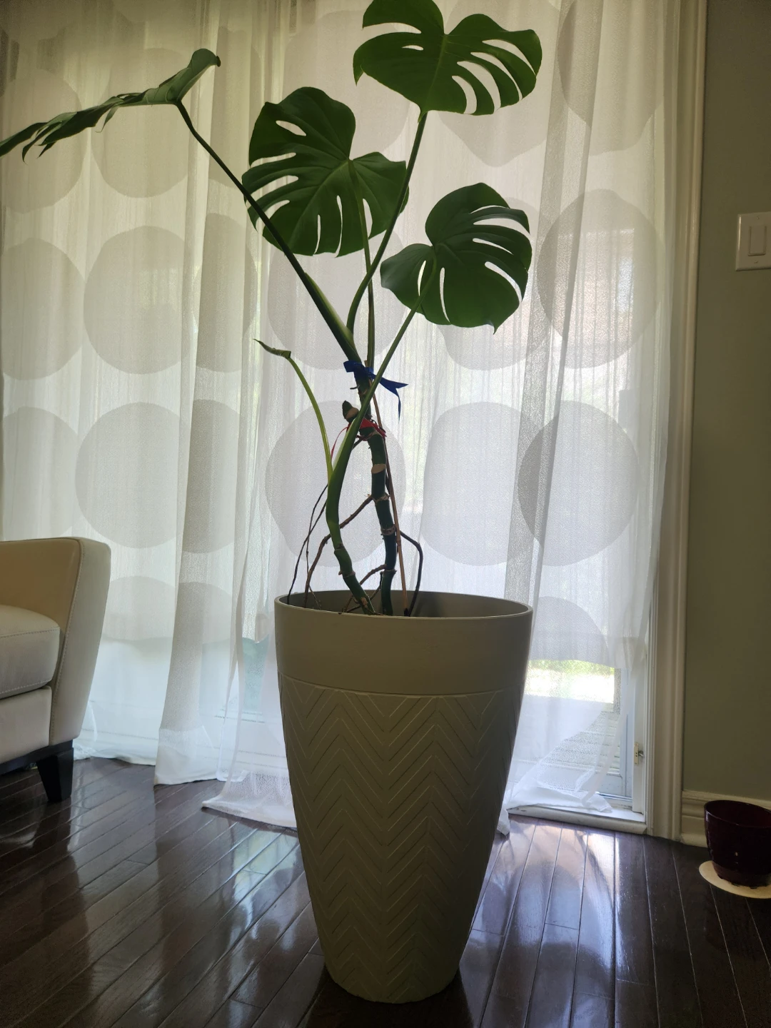 Monstera Deliciosa Plant - photo 2