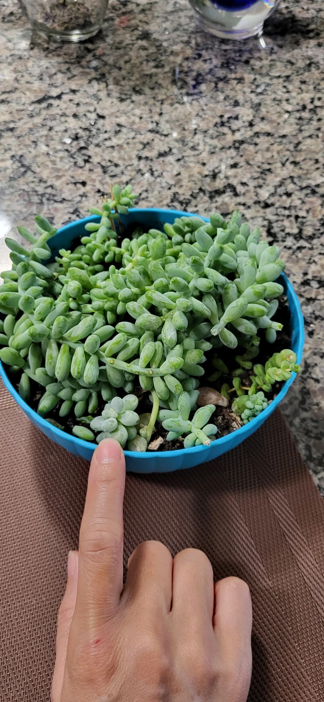 Three types of succulent in a cute pot - photo 2
