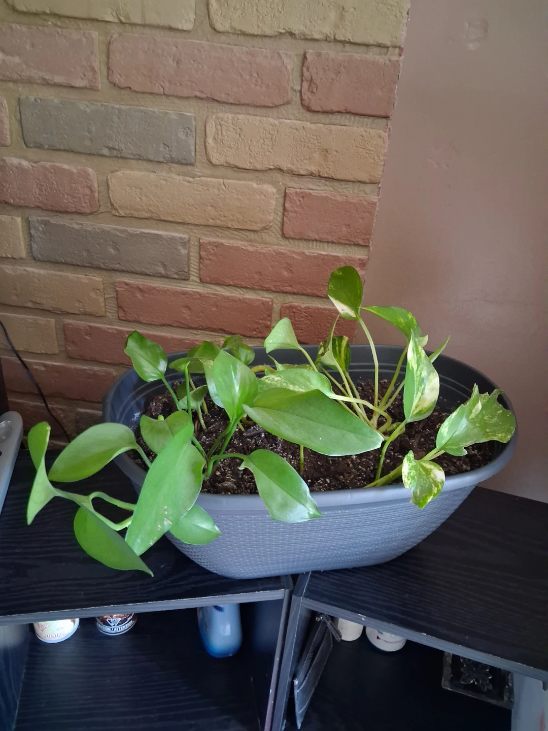 Pothos Plant in Grey Planter