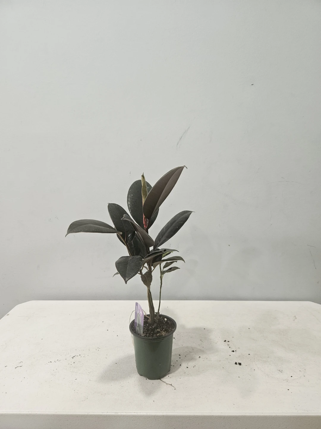 Ficus Elastica Burgundy Rubber Plant - photo 4