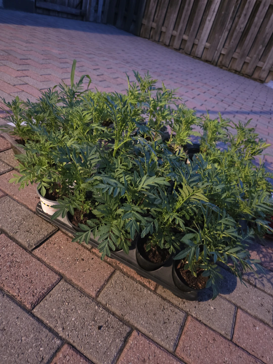 Marigold plants