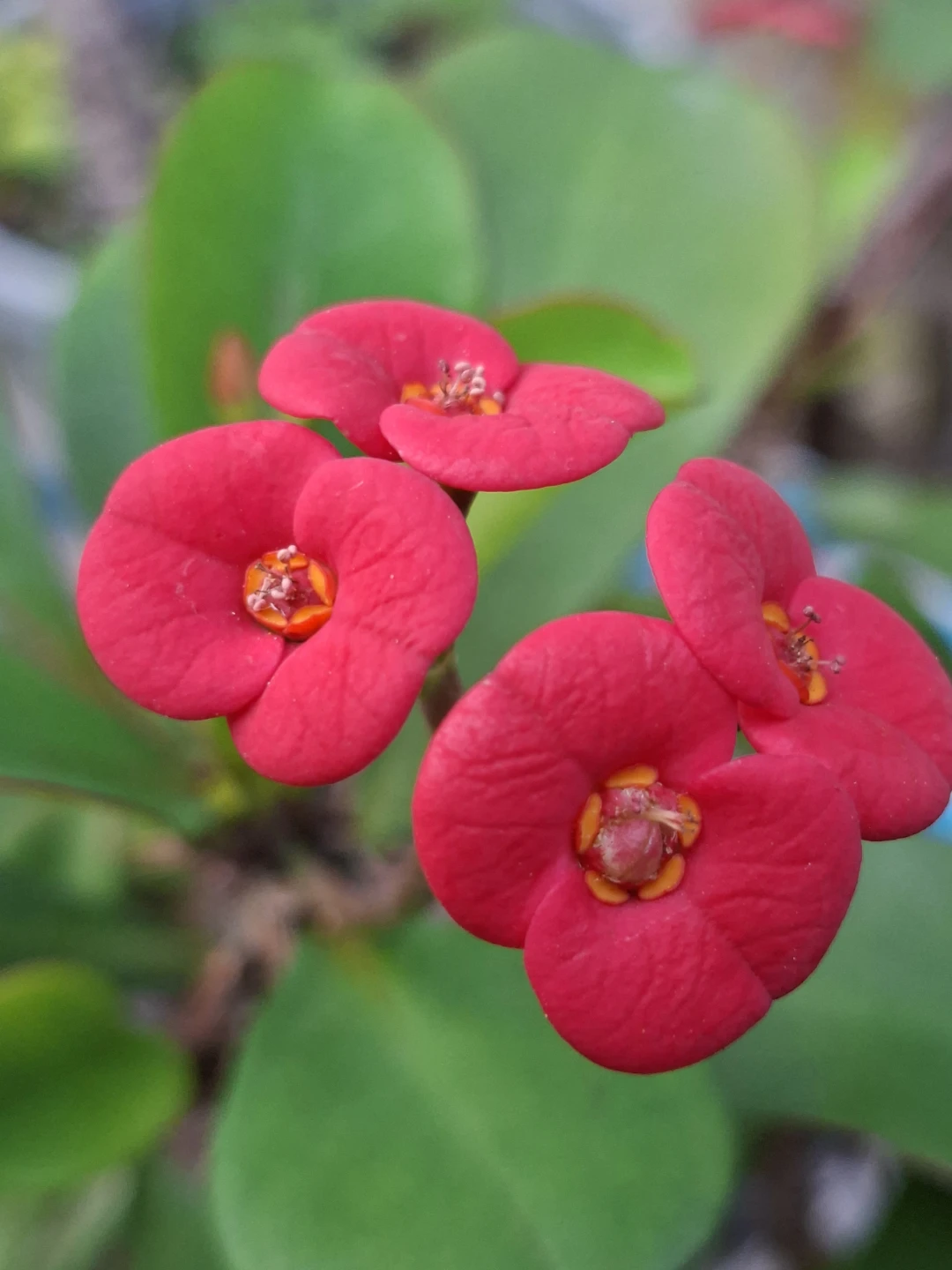 Red Crown of Thorns Plant babies