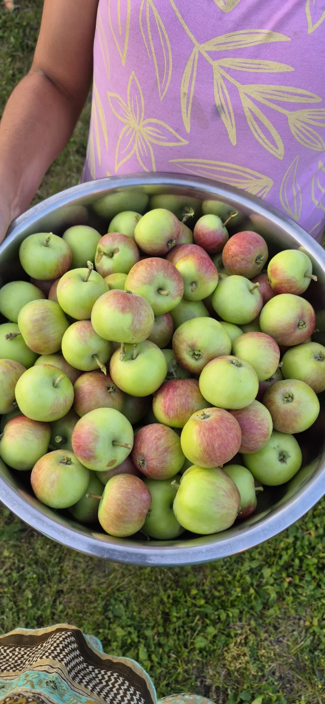 Freshly picked crab apples