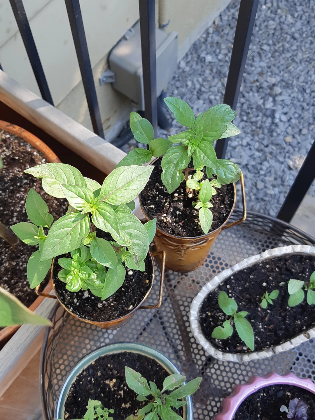 Basil plants