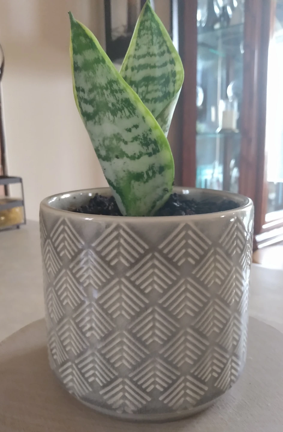 Healthy Snake Plant in Grey Geometric Ceramic Pot - photo 2