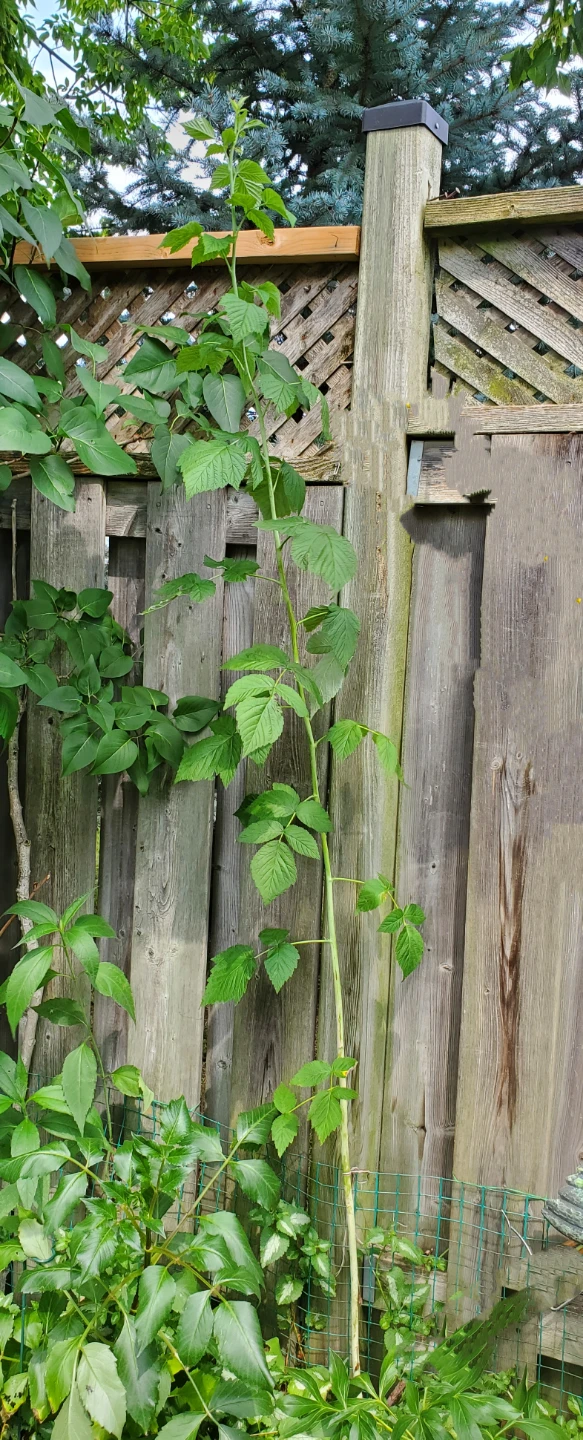 Raspberry plant