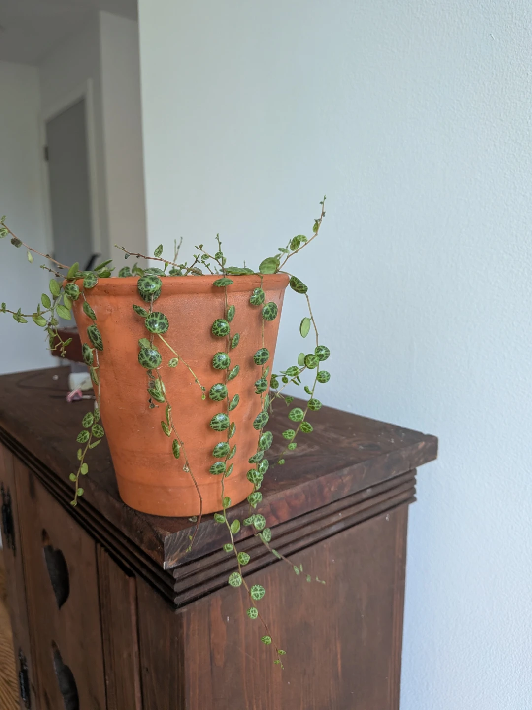 String of Turtles in Terracotta pot