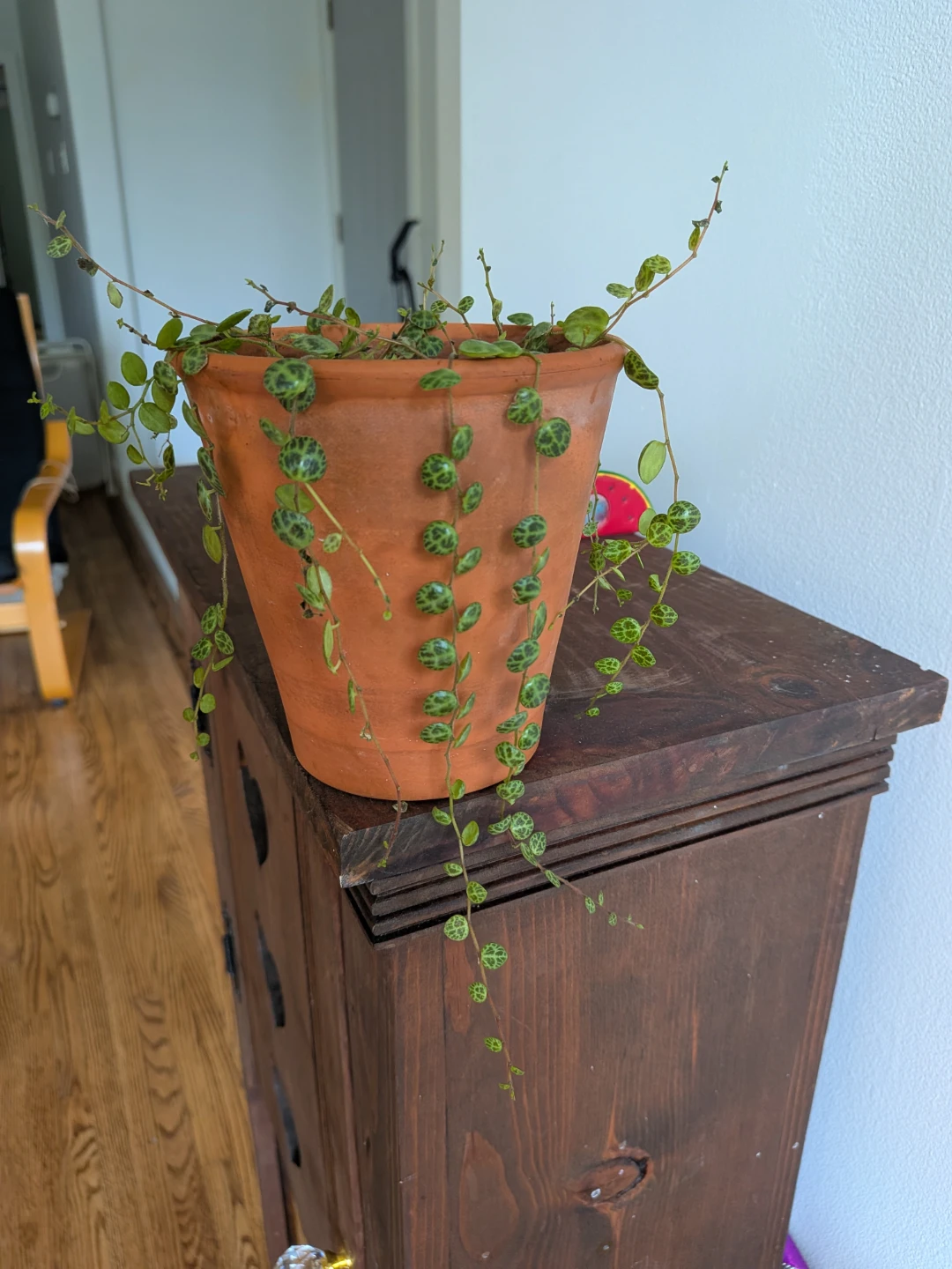 String of Turtles in Terracotta pot - photo 2