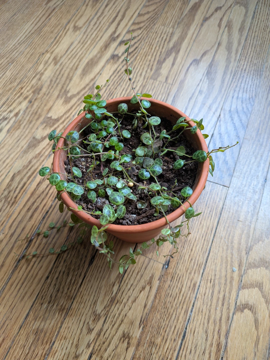 String of Turtles in Terracotta pot - photo 3