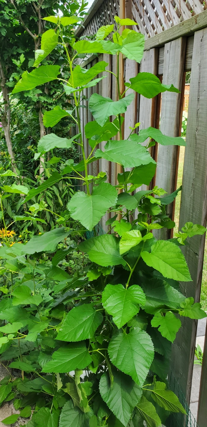 Mulberry Plant