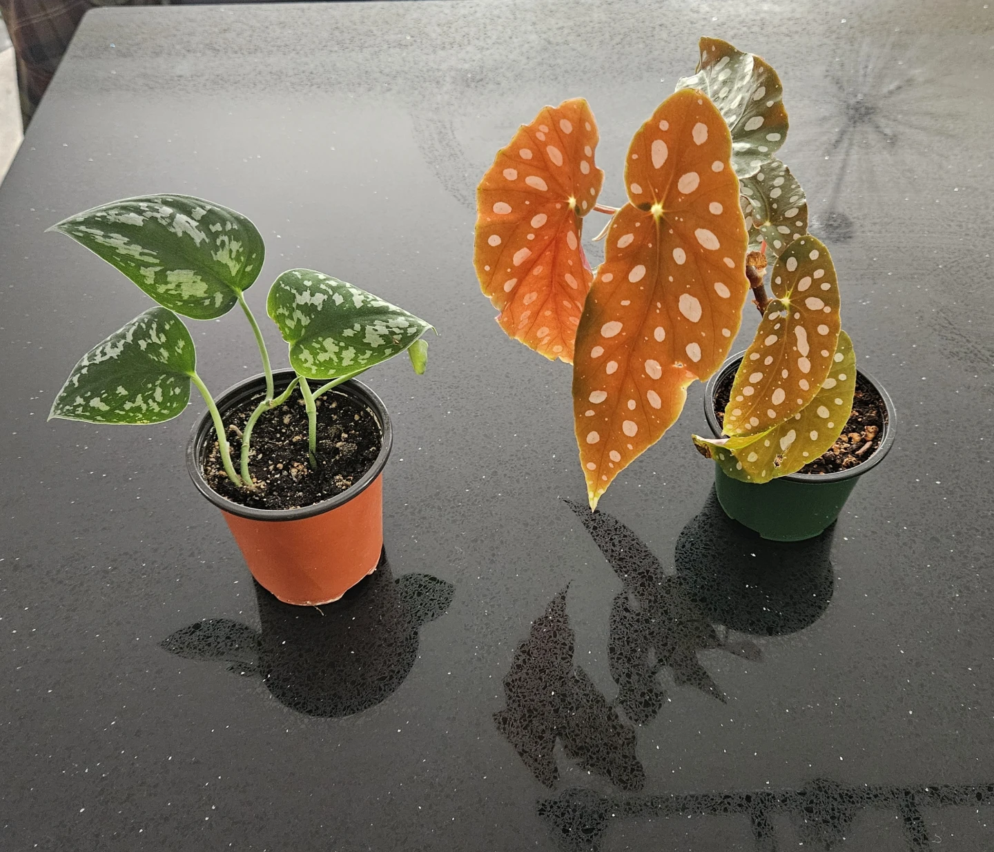 Assorted Potted Plants - Oxalis, Begonia, Pilea, Scindapsus - photo 4