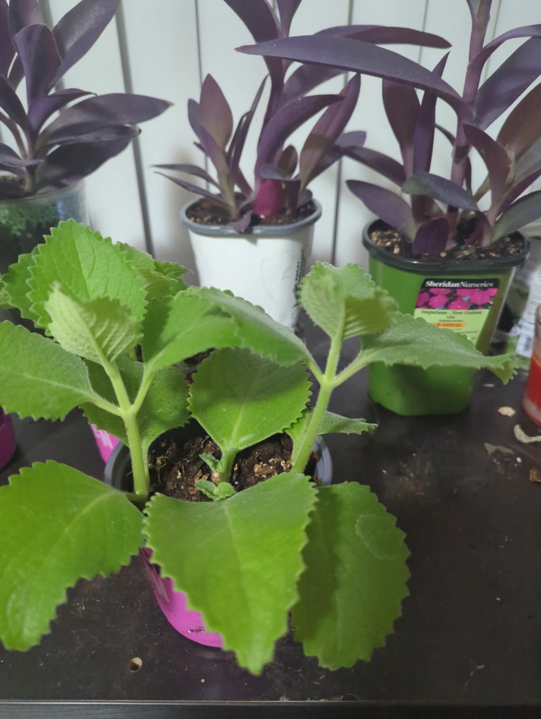 Plectranthus Amboinicus (Mexican Mint) Plant