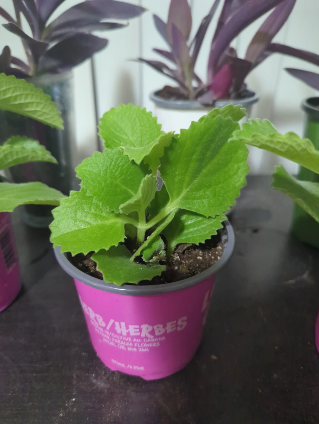 Plectranthus Amboinicus (Mexican Mint) Plant - photo 2