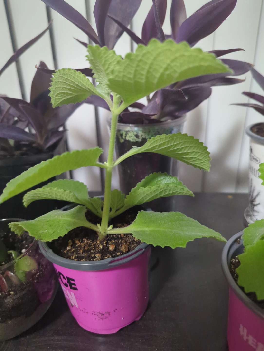 Plectranthus Amboinicus (Mexican Mint) Plant - photo 3