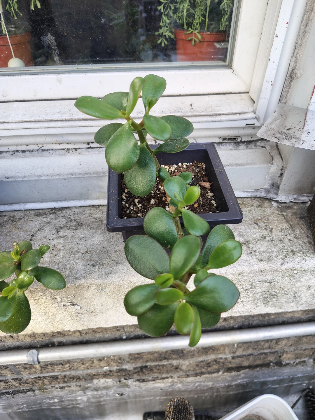 Jade Plant Succulent $13
