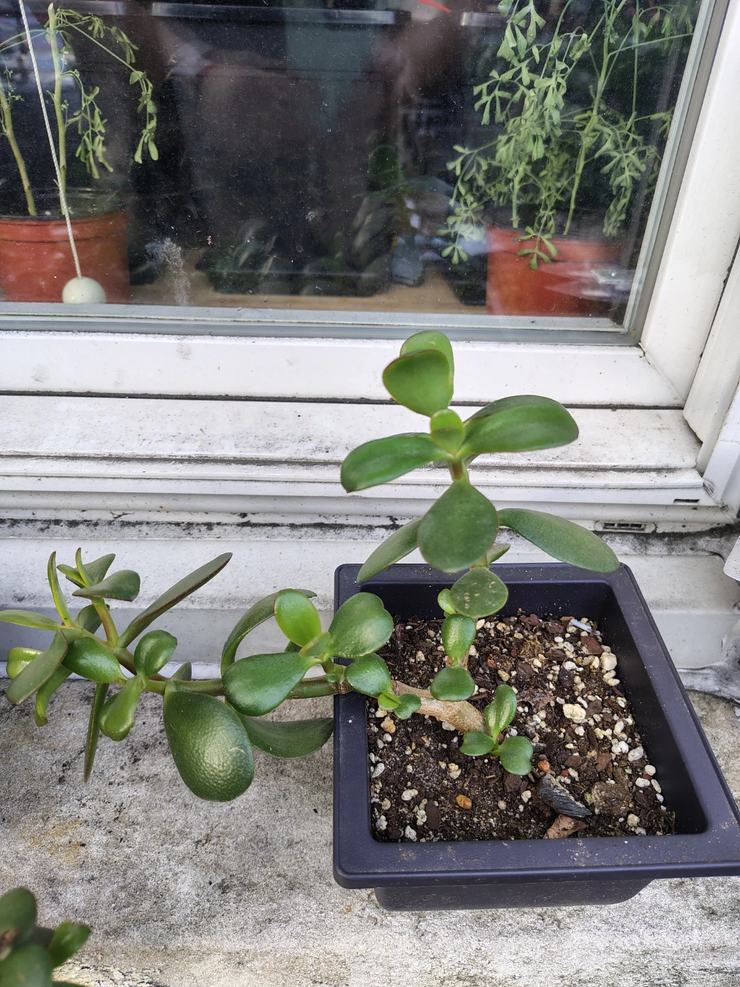 Jade Plant Succulent $13 - photo 2