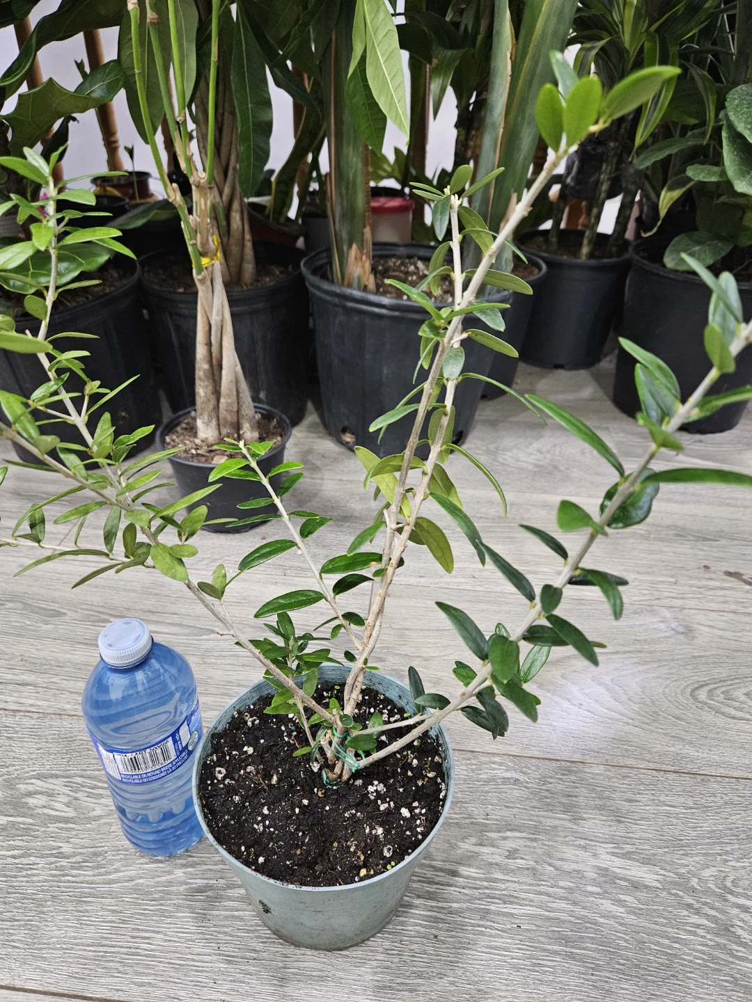 Small Potted Olive Tree