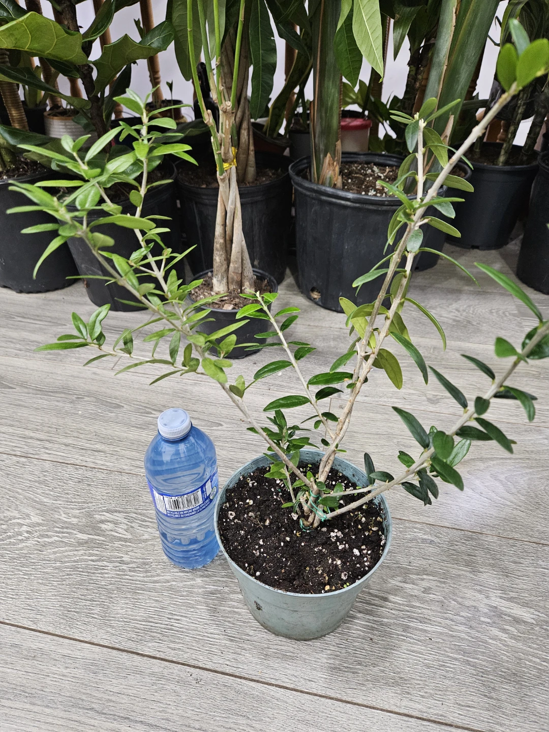 Small Potted Olive Tree - photo 2