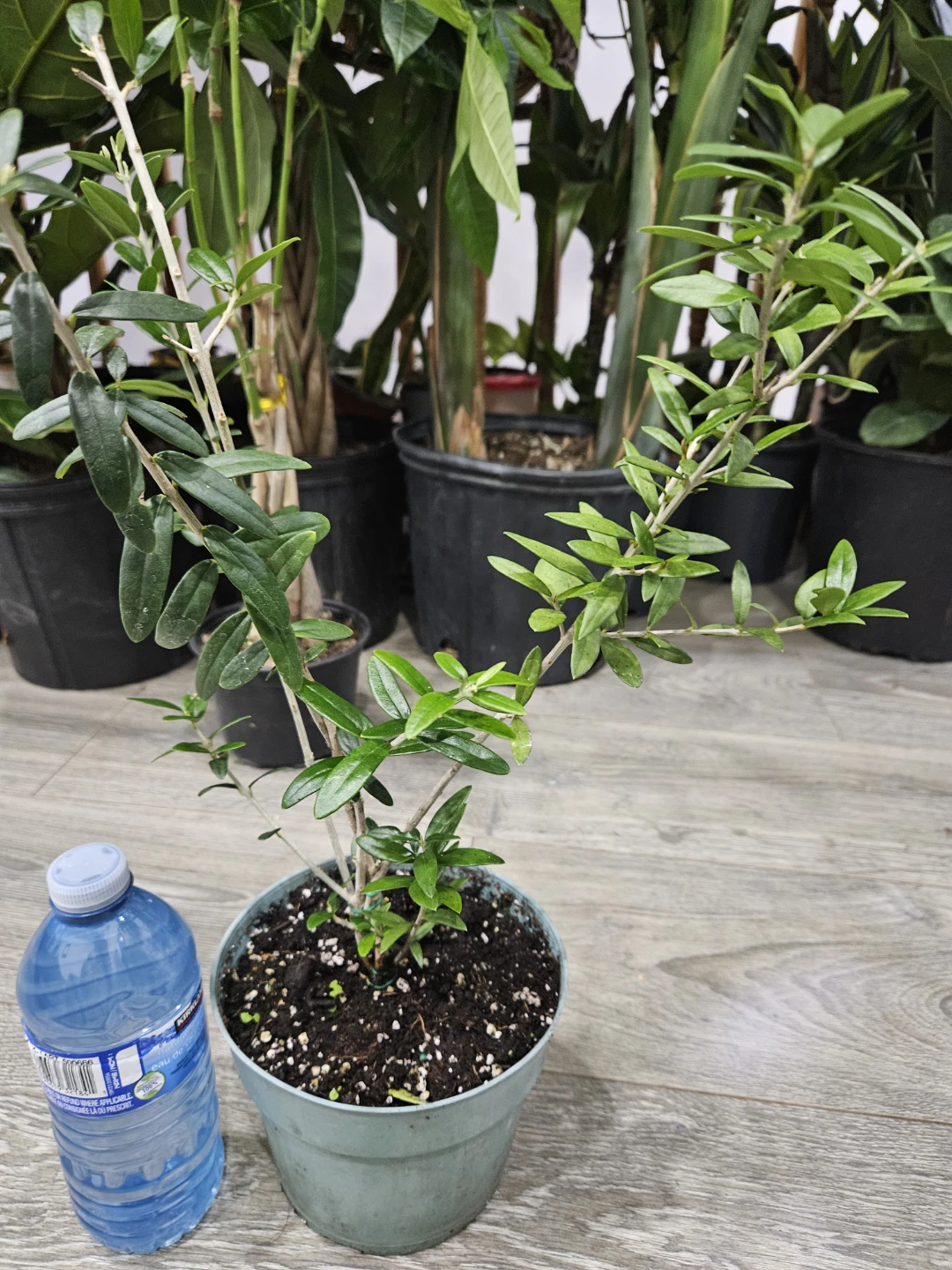 Small Potted Olive Tree - photo 3