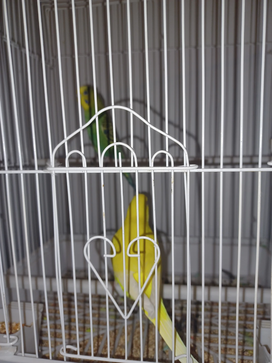 White Bird Cage with Two Budgies - photo 2
