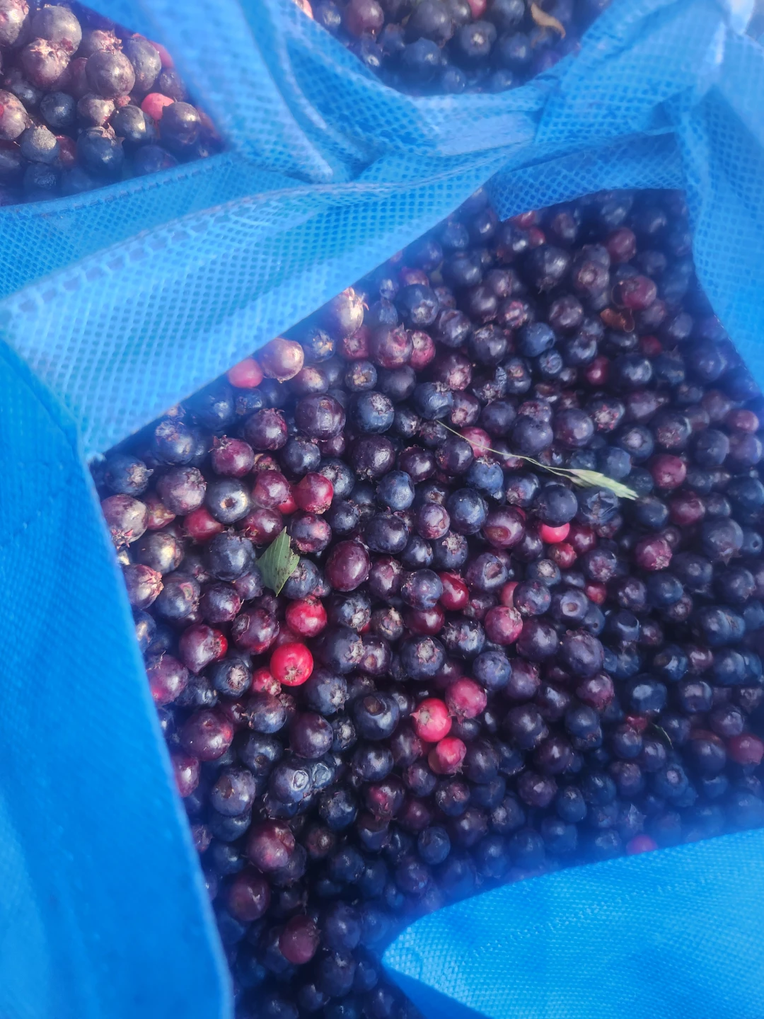 Fresh Saskatoon berries