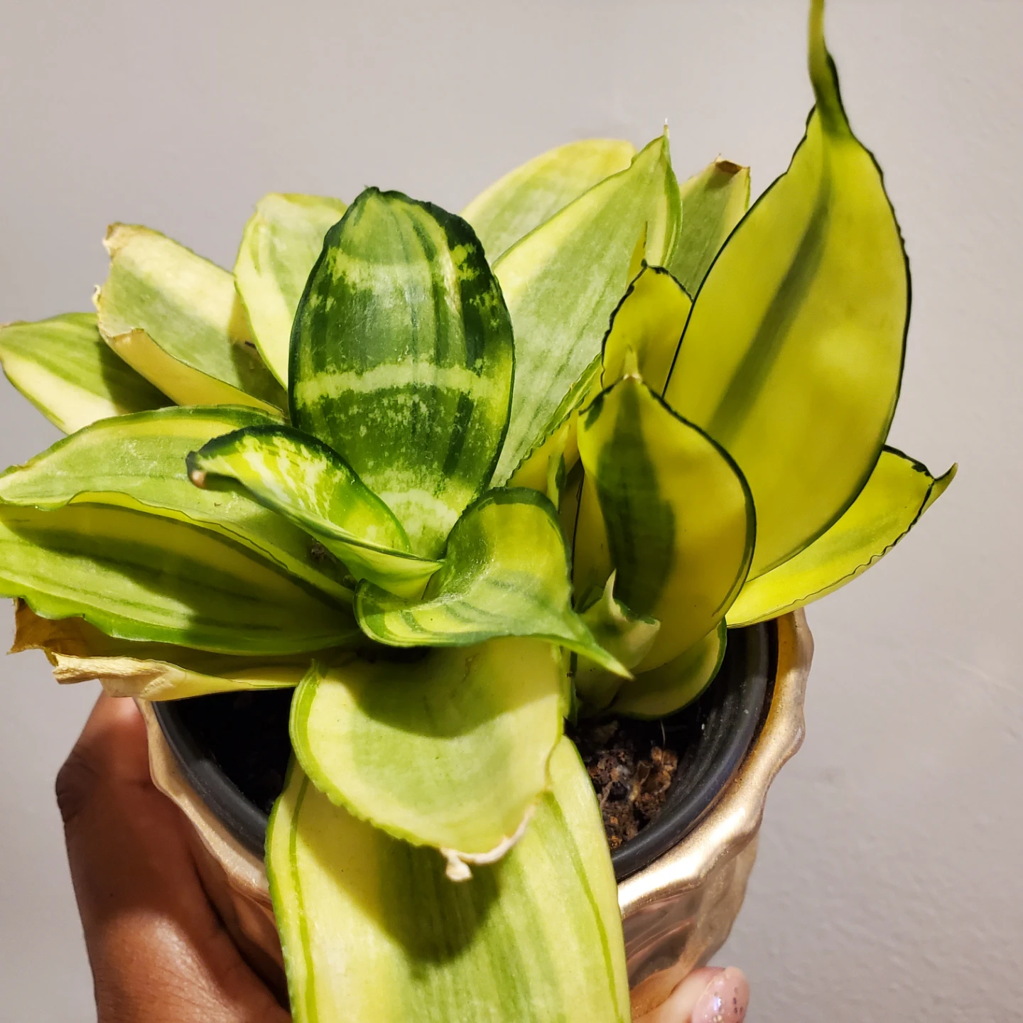Variegated snake plant baby - photo 3