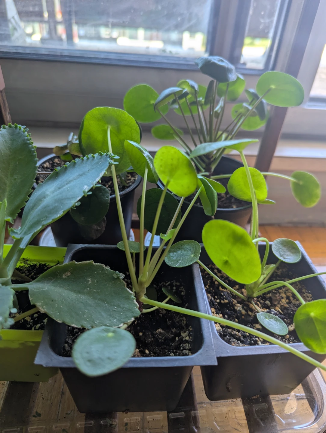 Pilea Peperomioides (Chinese Money Plant) Seedlings