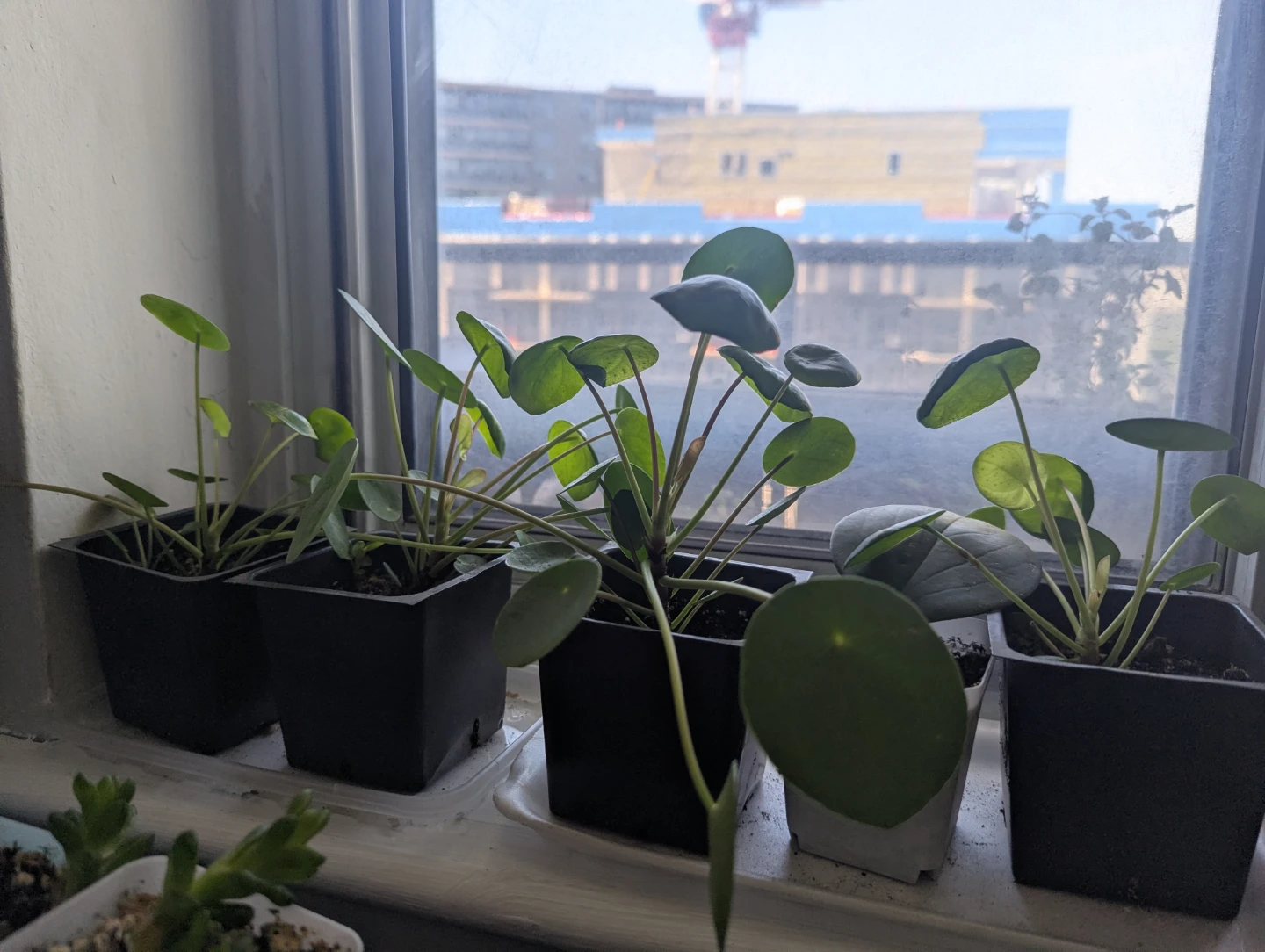 Pilea Peperomioides (Chinese Money Plant) Seedlings - photo 2
