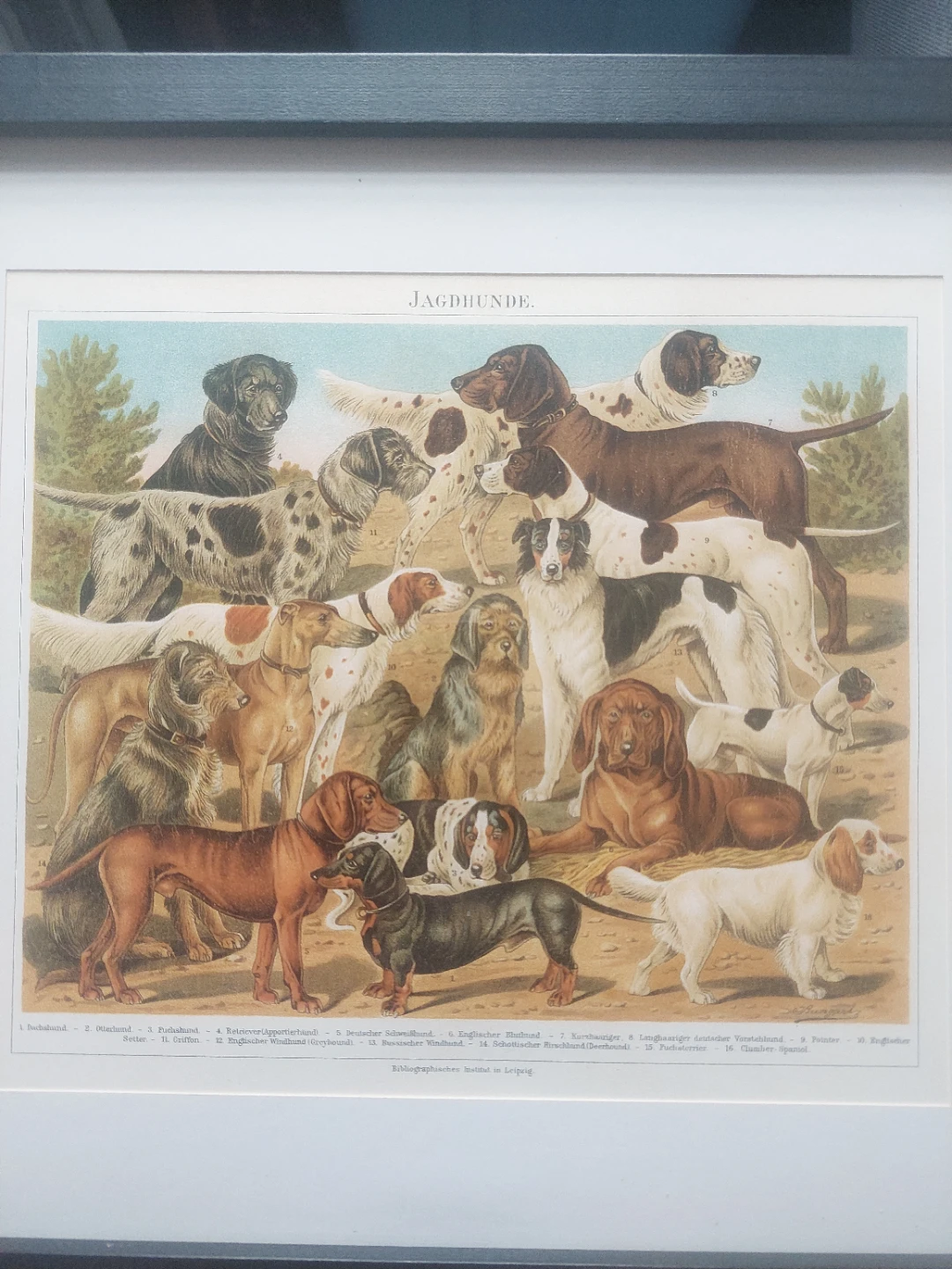 Vintage "JAGDHUNDE" Dog Print 13" x 17" - photo 2