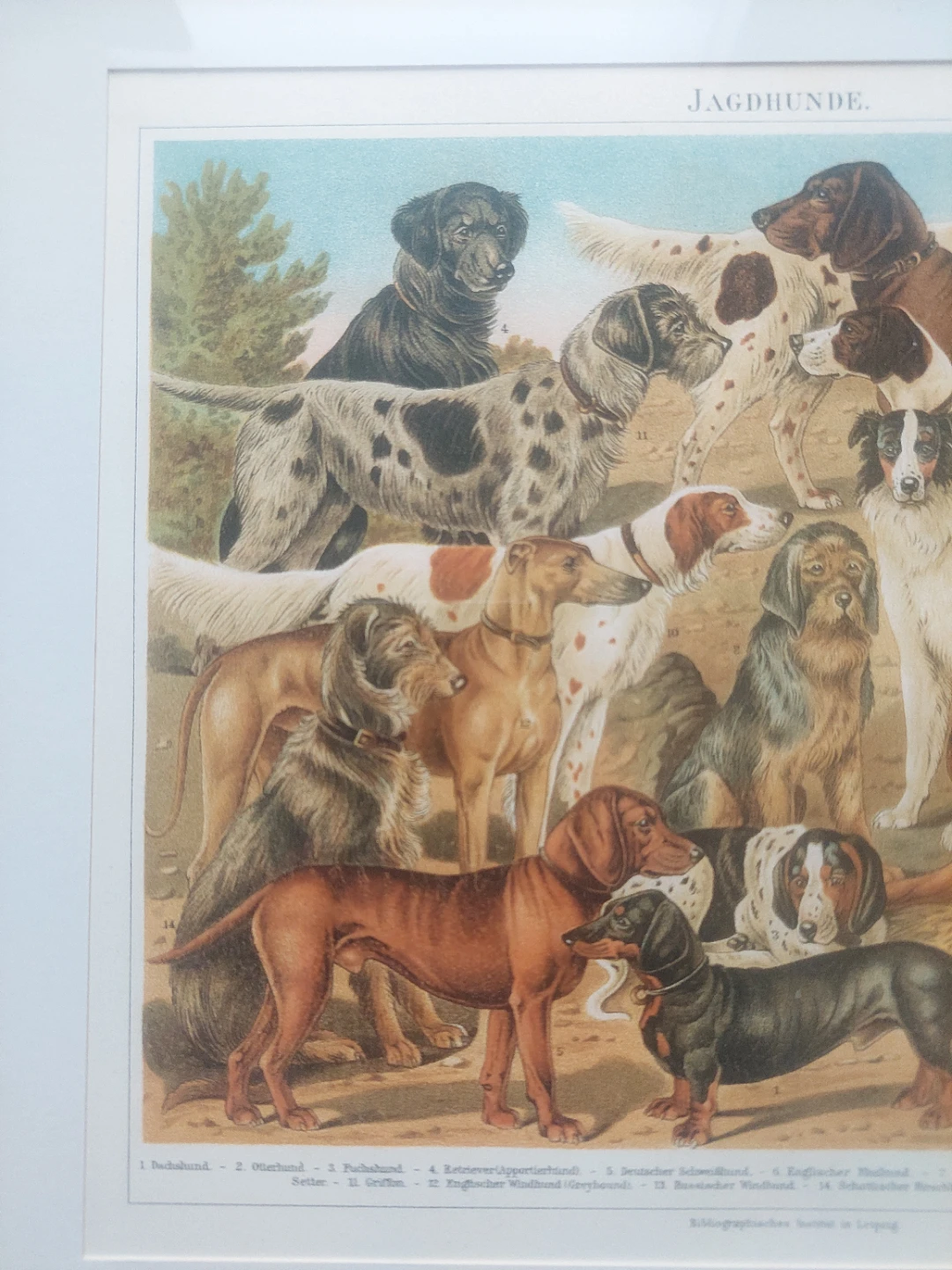 Vintage "JAGDHUNDE" Dog Print 13" x 17" - photo 3
