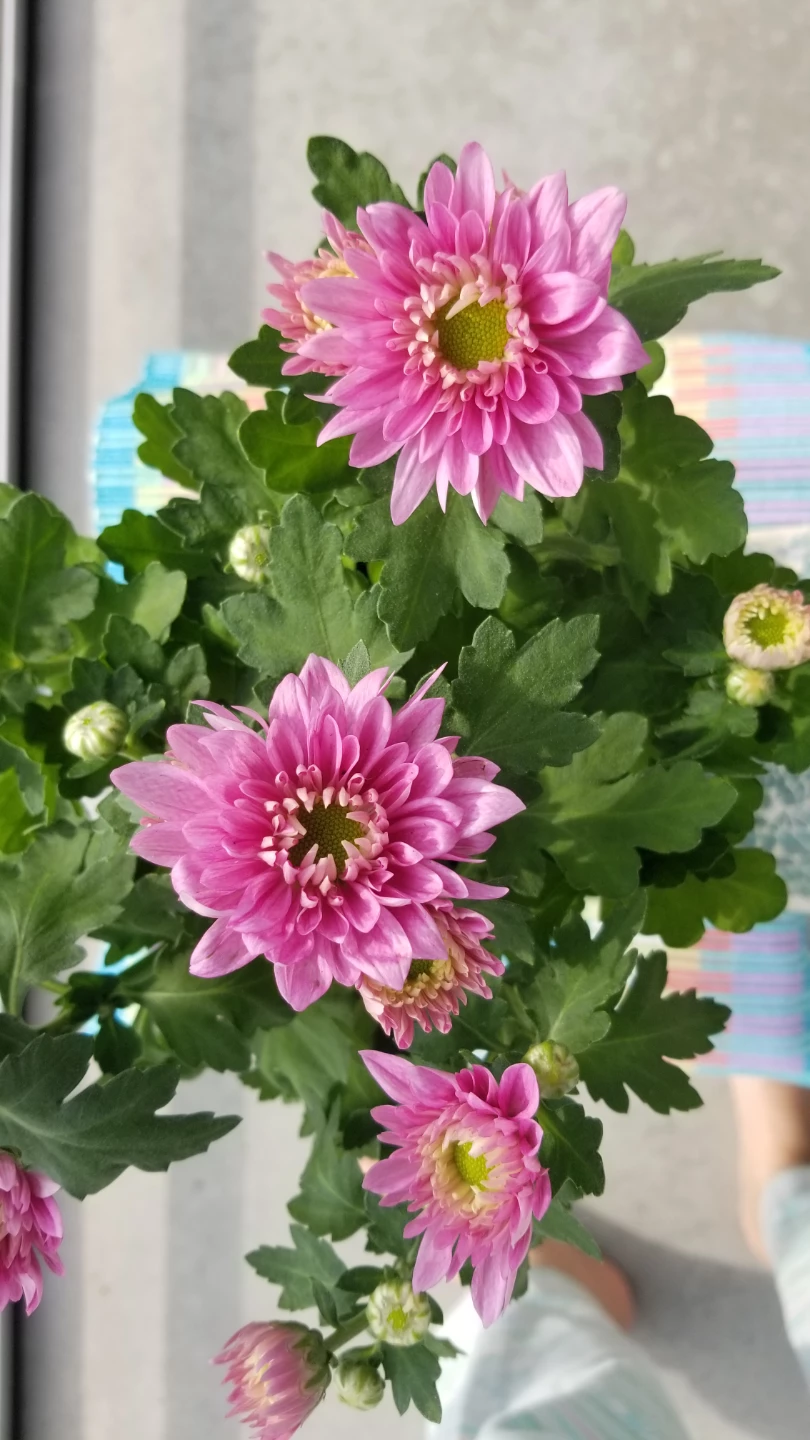 Chrysanthemum Pink Plant and Mosaic Glass Tray - photo 3
