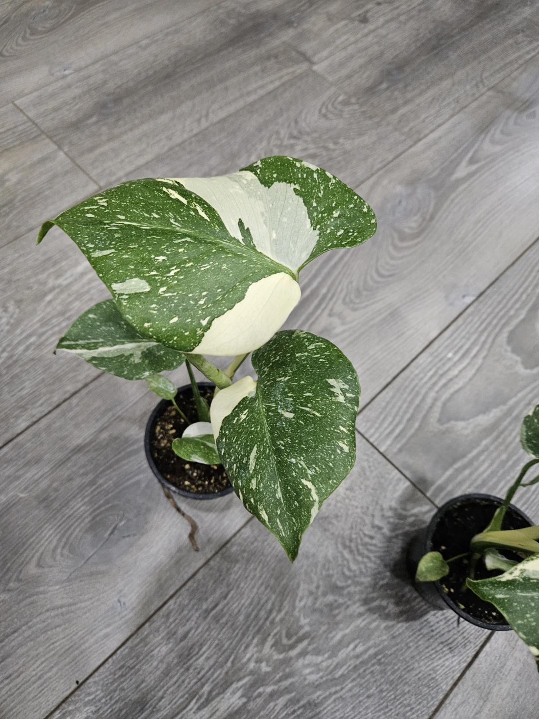Variegated Monstera thaii Plant - photo 4
