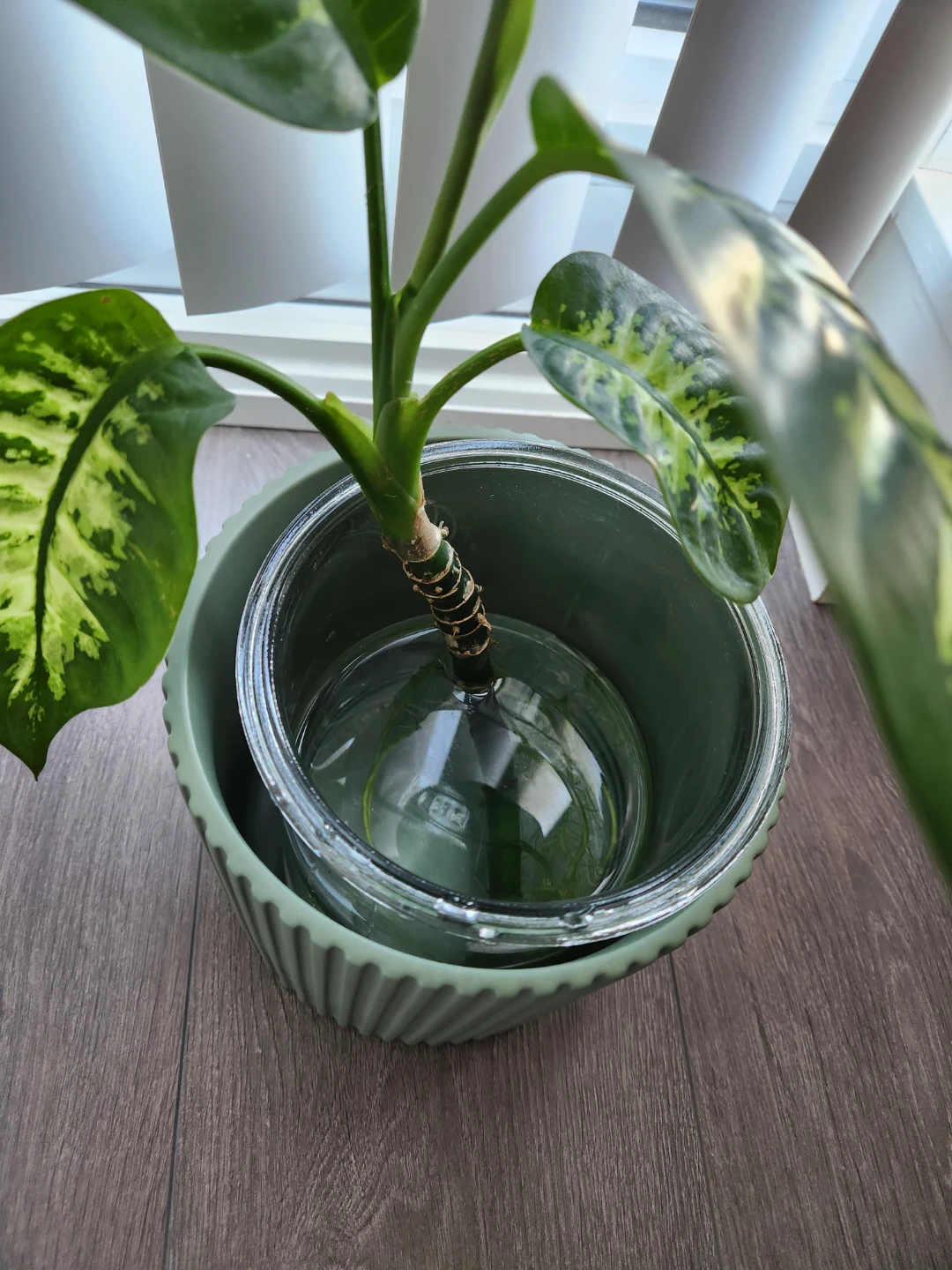 Dumb Cane in water - photo 2
