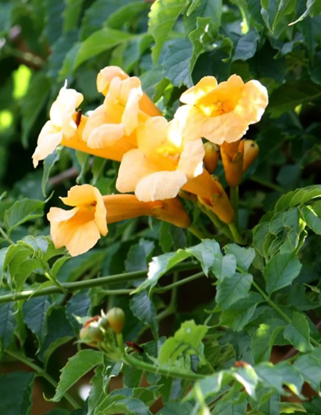 Trumpet Vine - photo 2
