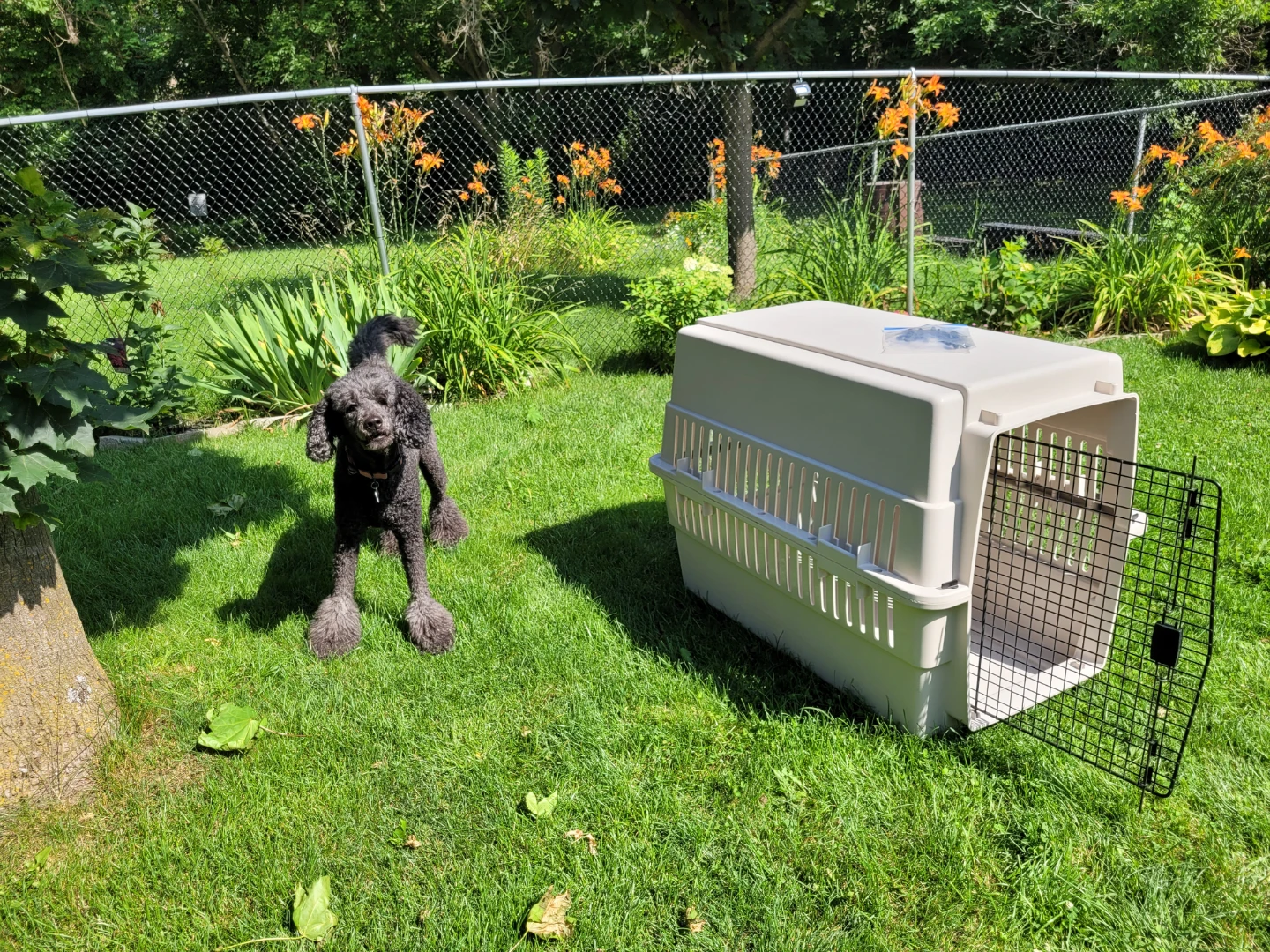 X Large Pet Carrier - photo 2