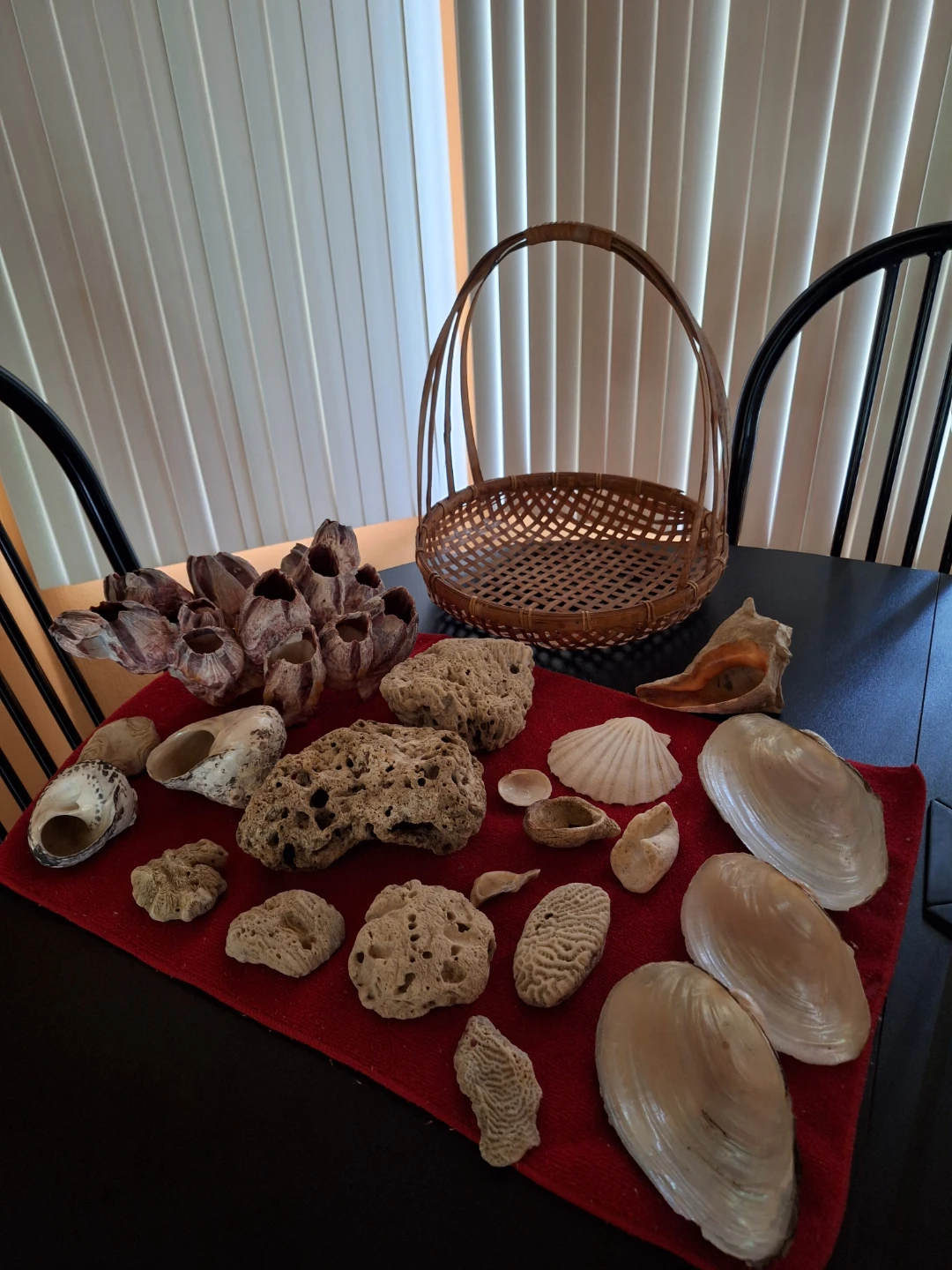 Seashell and Barnacle Decor