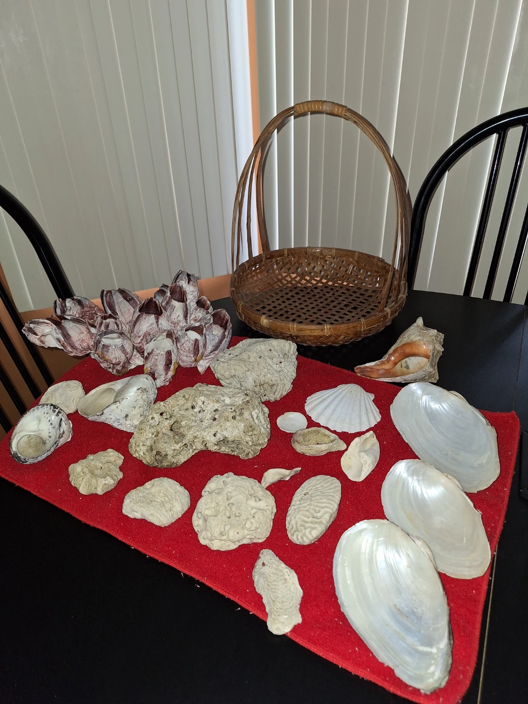 Seashell and Barnacle Decor - photo 2