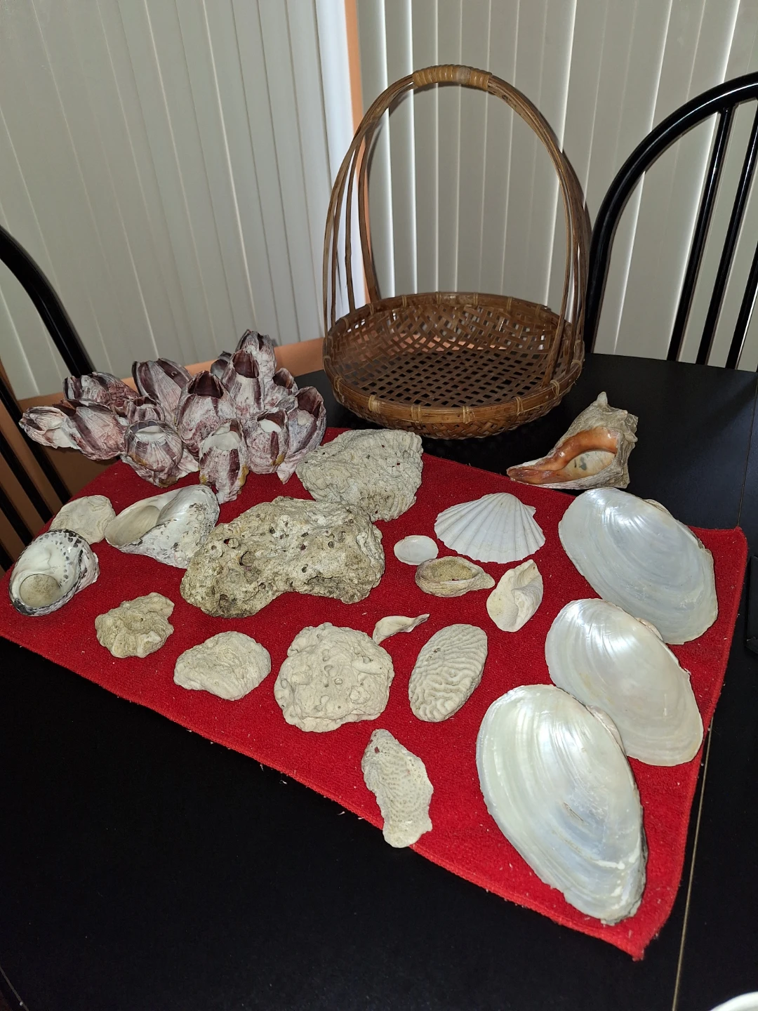 Seashell and Barnacle Decor - photo 3