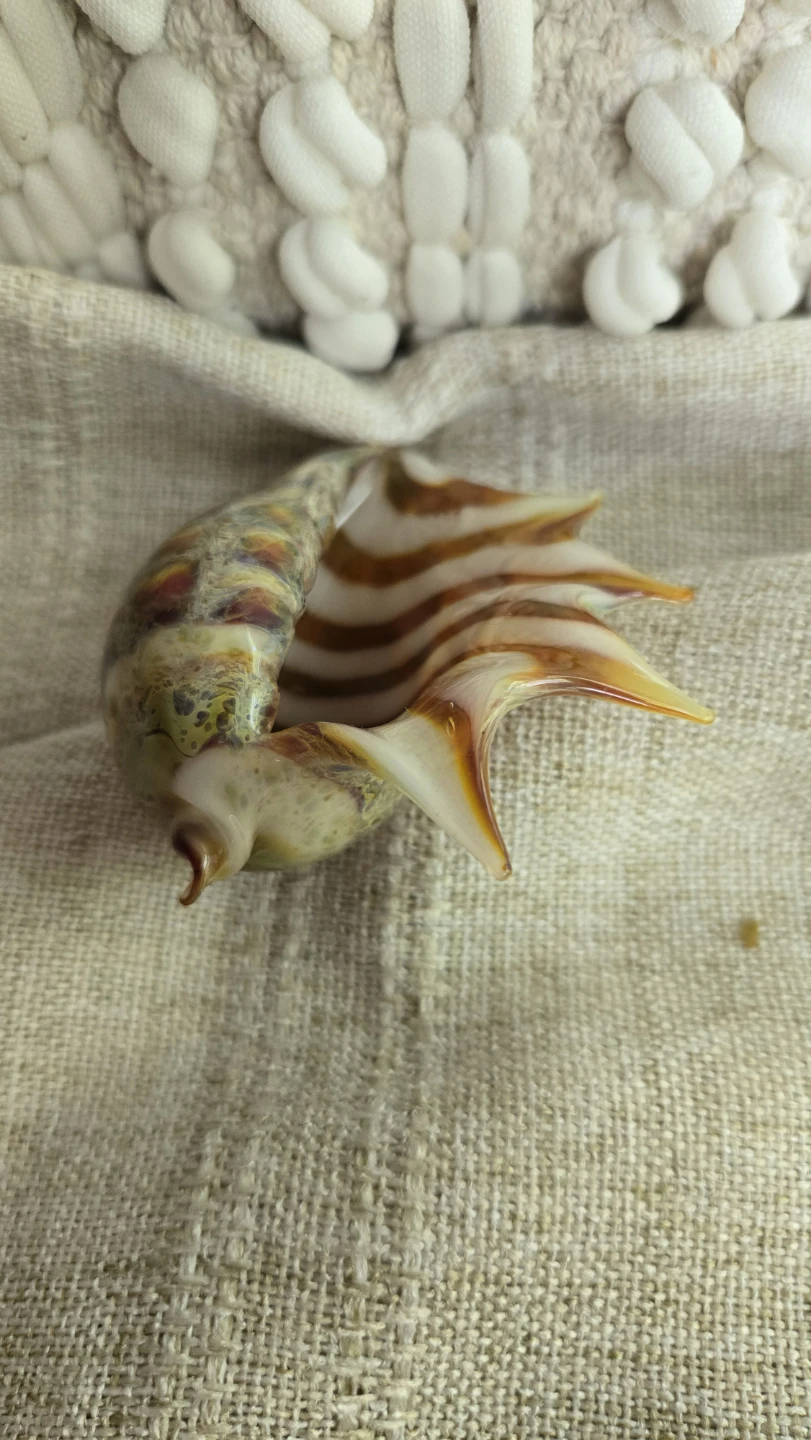 Decorative Glass Seashell Figurine Displaced signature - photo 2