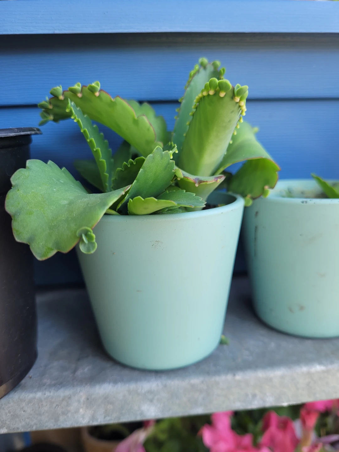 Small Succulent Plant in Light Blue Pot - photo 2