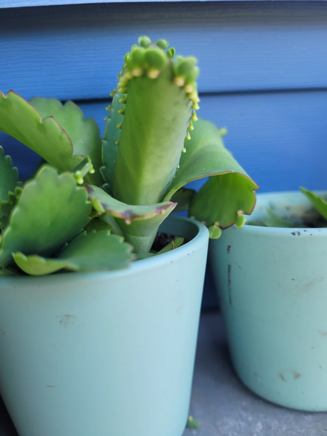 Small Succulent Plant in Light Blue Pot - photo 3
