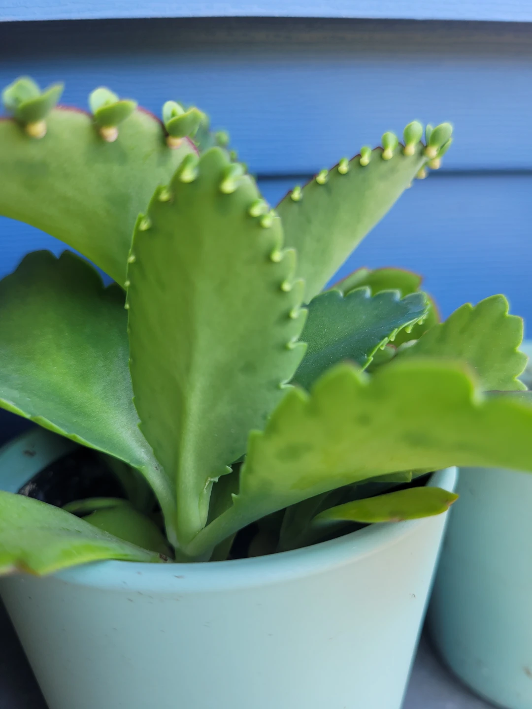 Small Succulent Plant in Light Blue Pot - photo 4