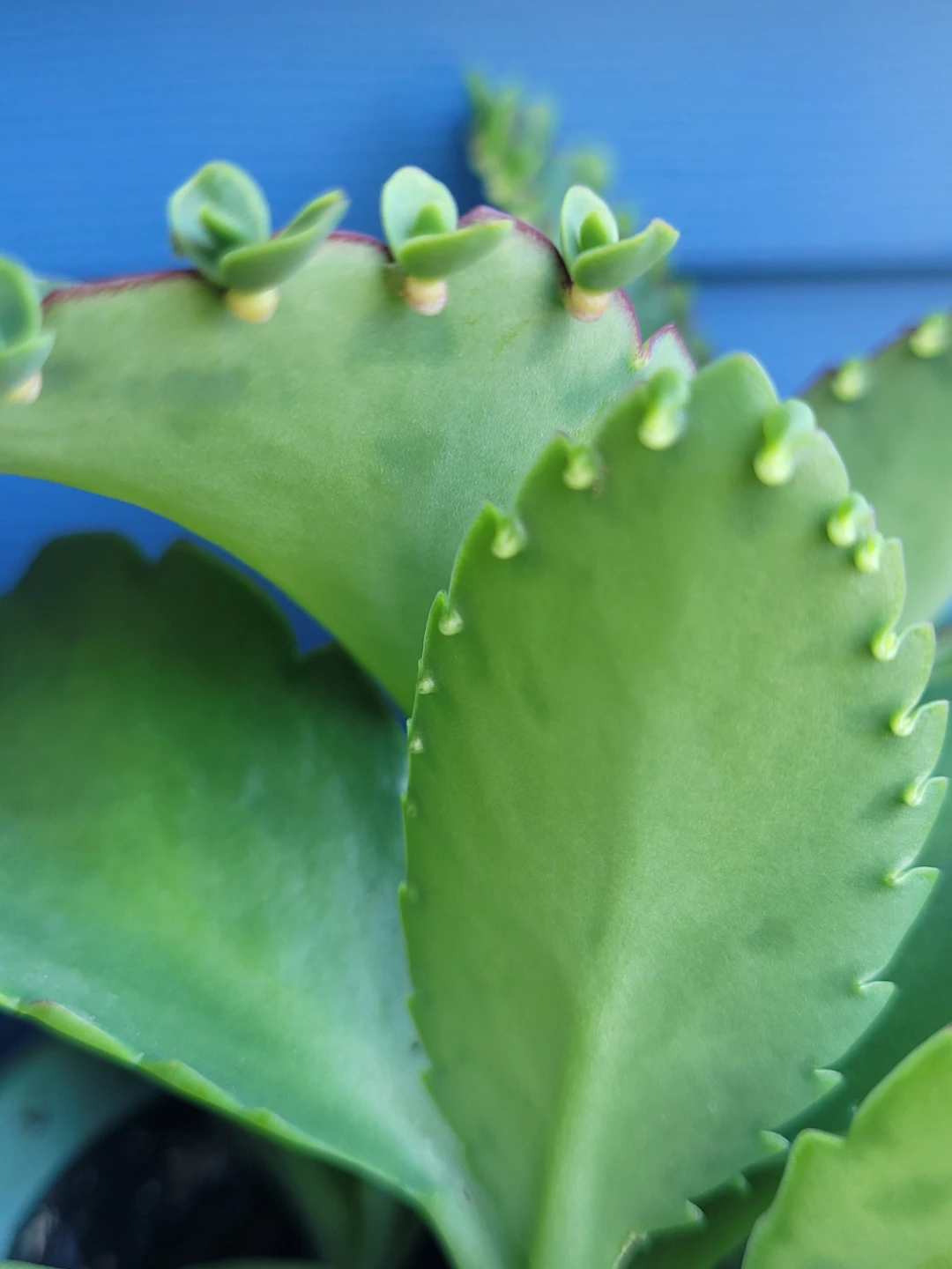 Small Succulent Plant in Light Blue Pot - photo 5