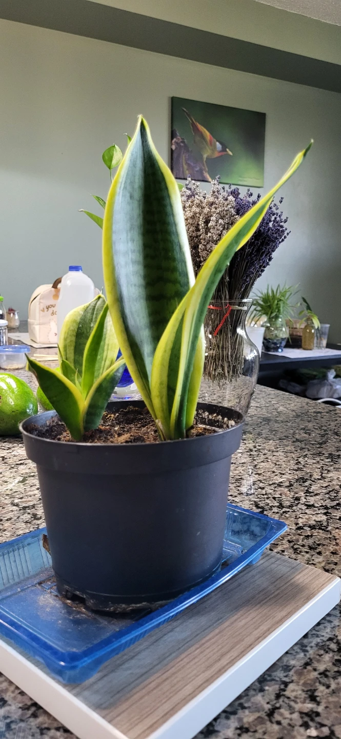 Snake plant in plastic pot