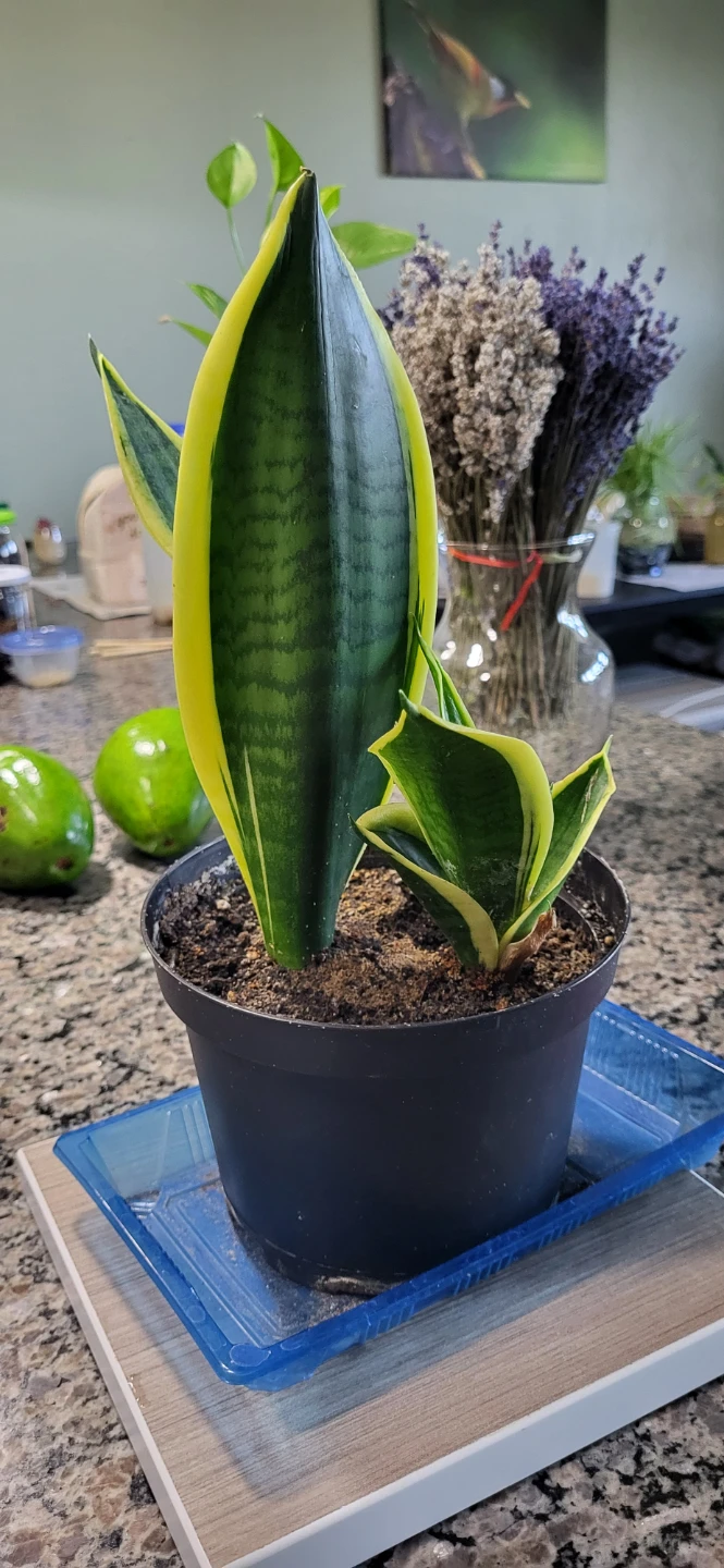 Snake plant in plastic pot - photo 2