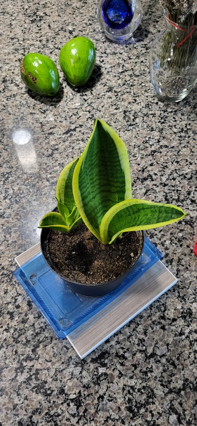 Snake plant in plastic pot - photo 3